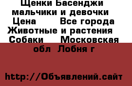 Щенки Басенджи ,мальчики и девочки › Цена ­ 1 - Все города Животные и растения » Собаки   . Московская обл.,Лобня г.